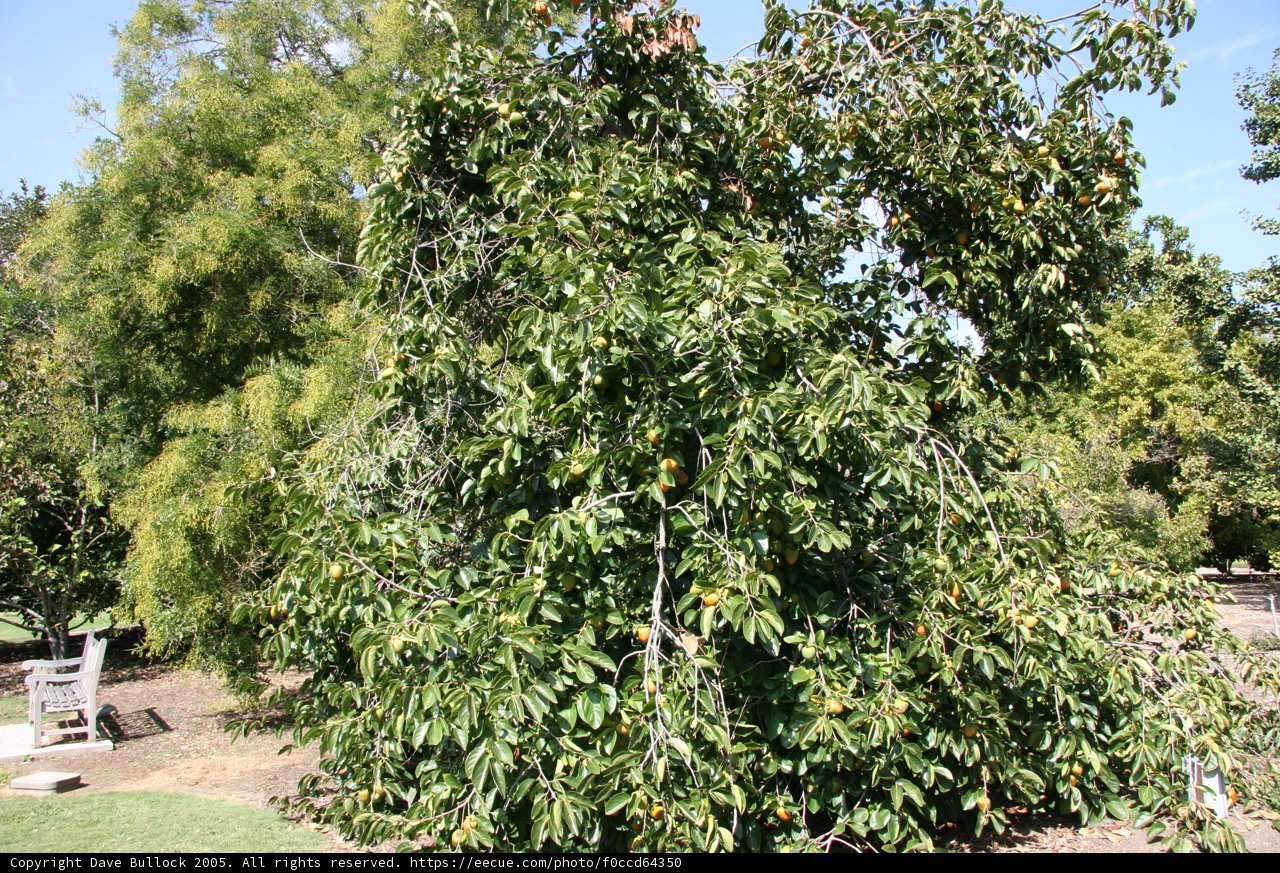 Majestic Tree with Abundant Foliage