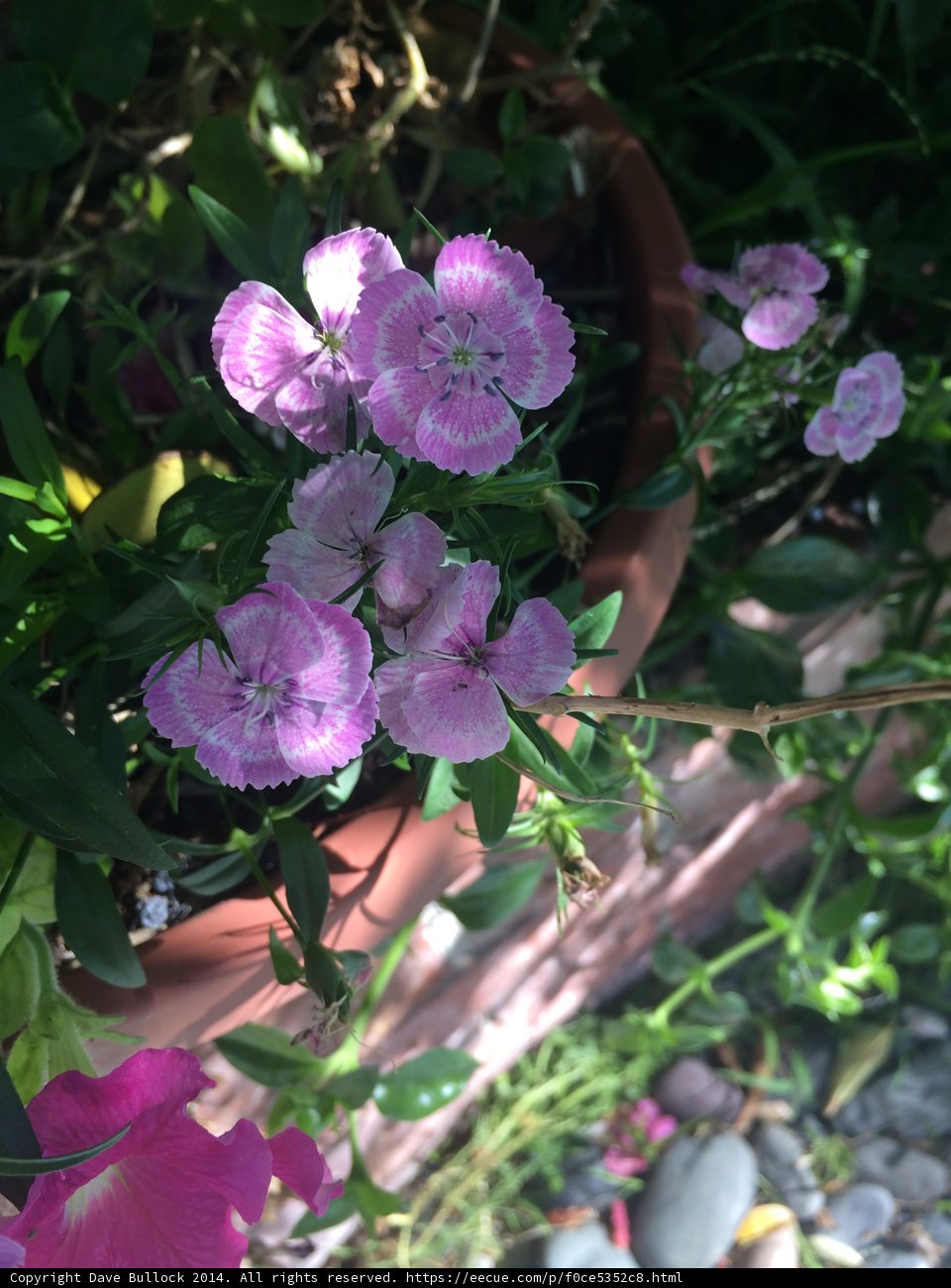 Pretty in Pink