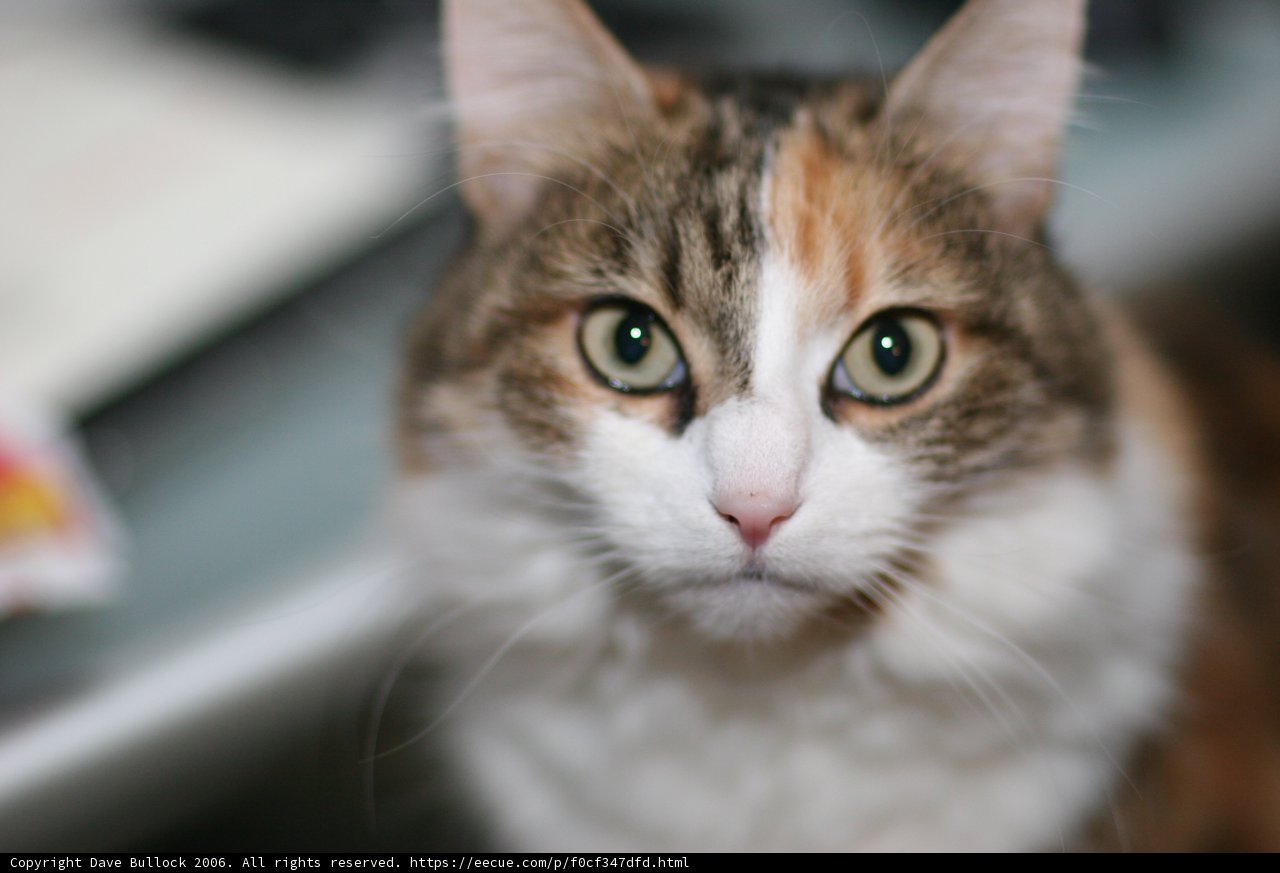 Abyssinian Cat Poses for the Camera
