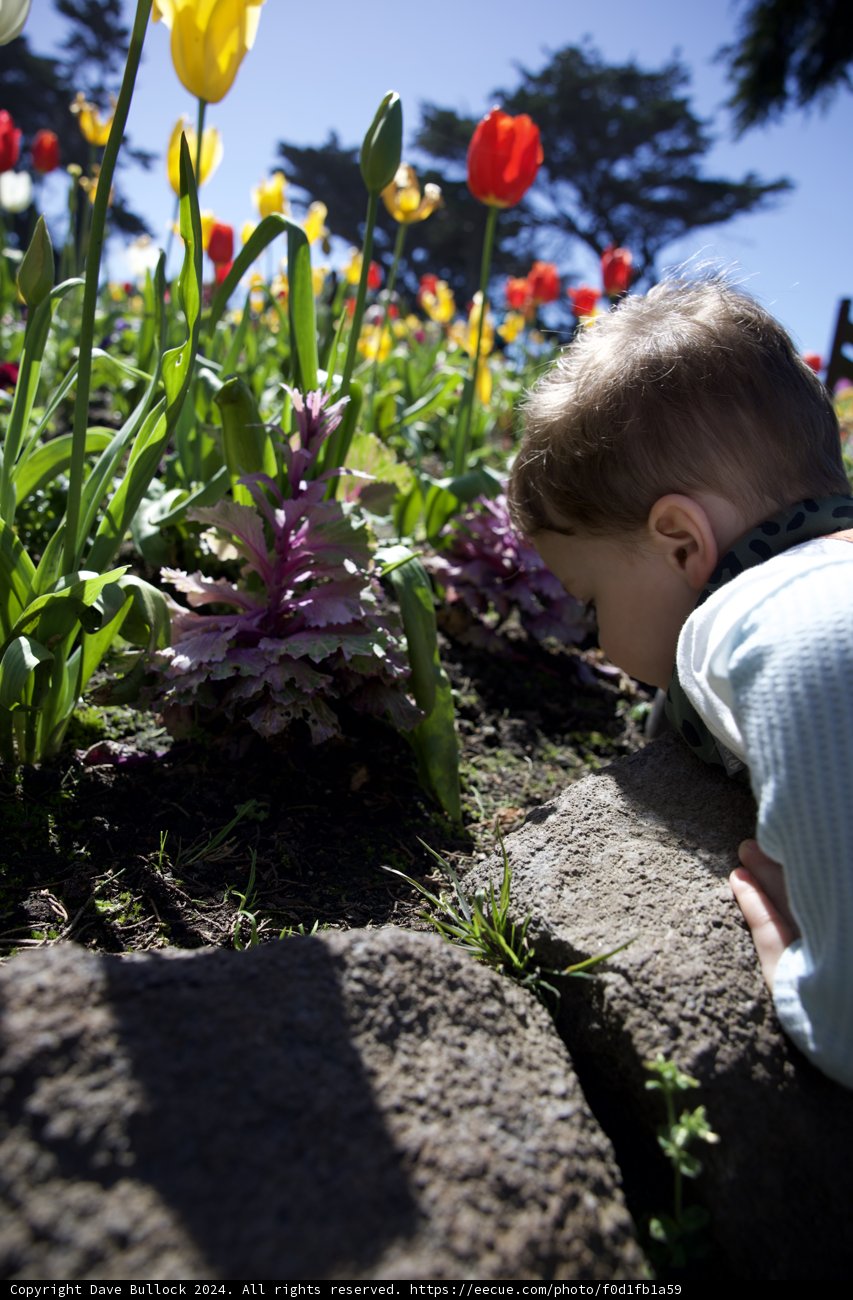 Blossoming Curiosity: A Child's Fascination with Nature