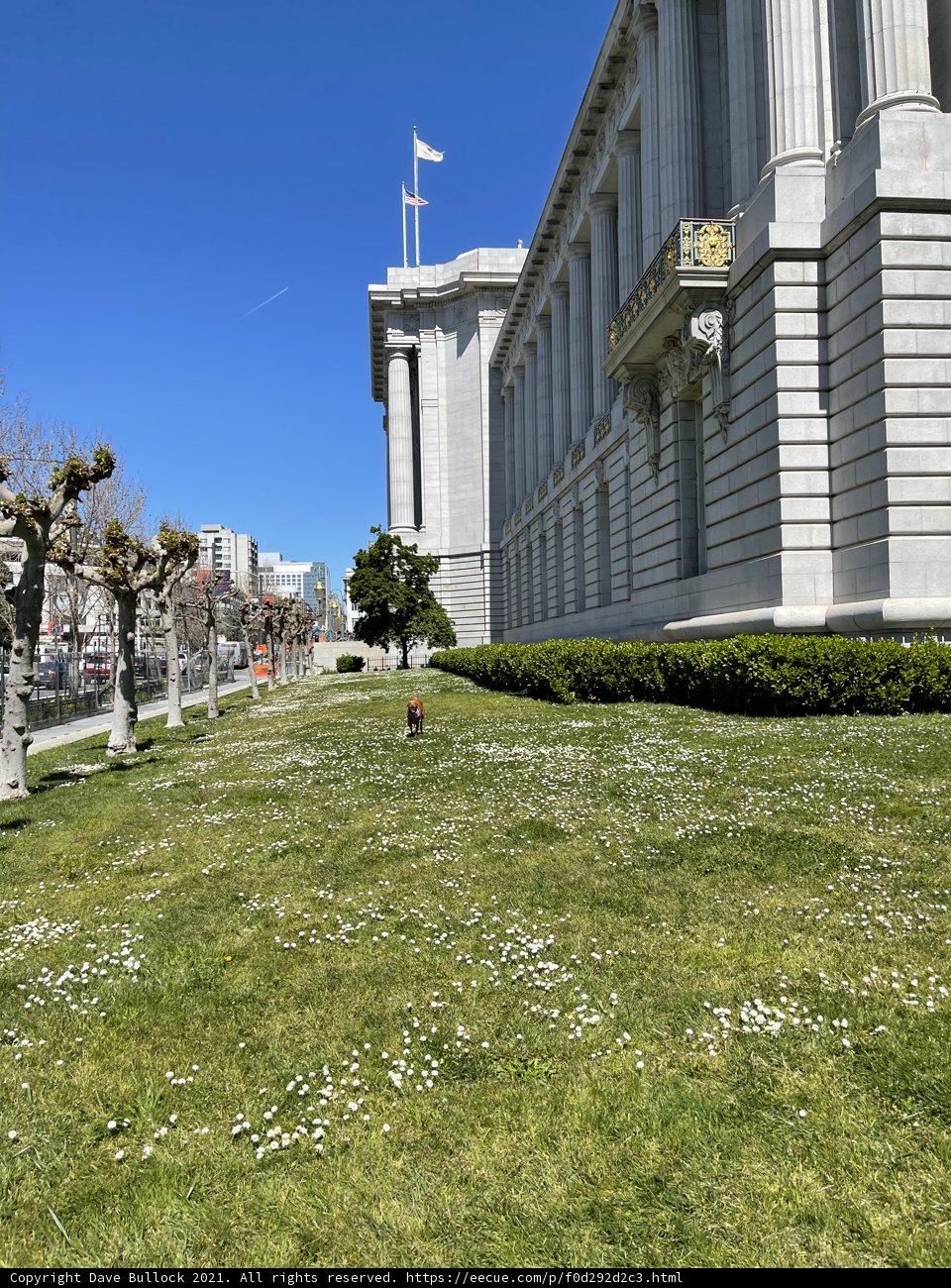 White Flowers in front of San Francisco City Hall
