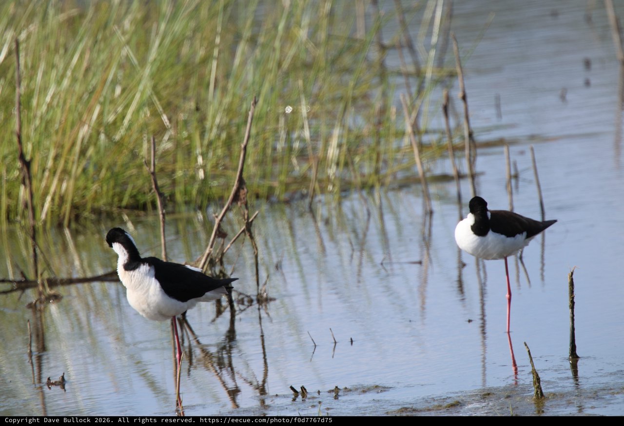 Black-necked Stilts Wading in Wetland Marsh