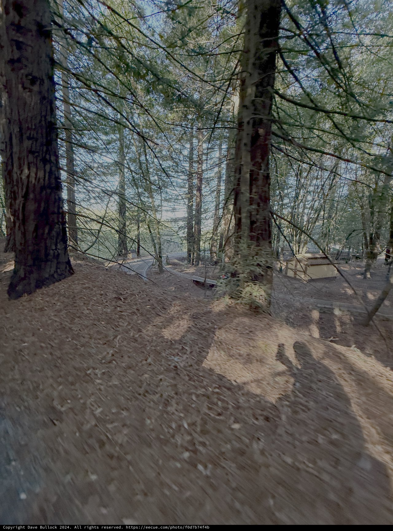 Sunlit Forest Path Through Ancient Trees