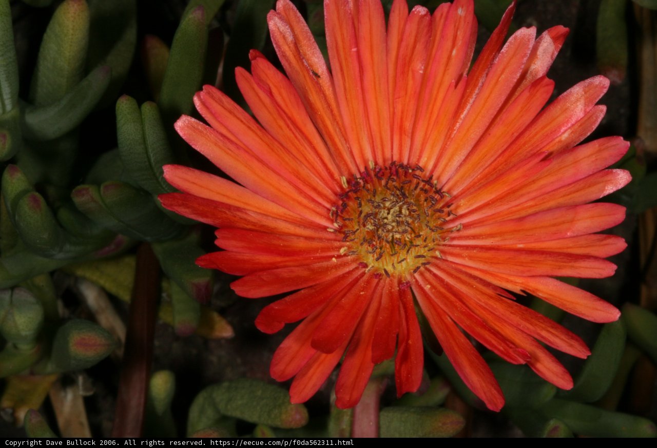 Radiant Daisy