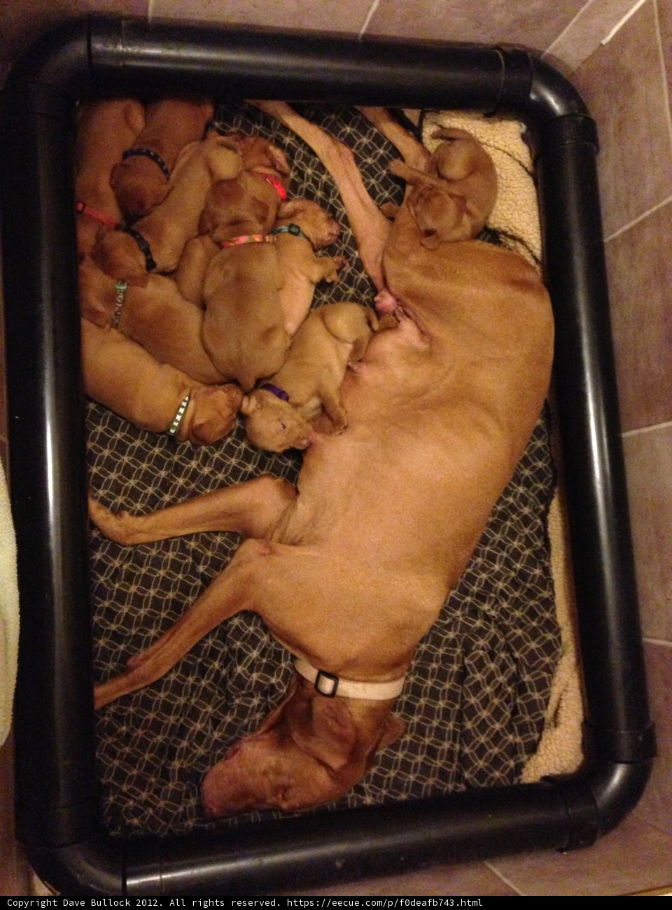 Nap Time with the Puppies
