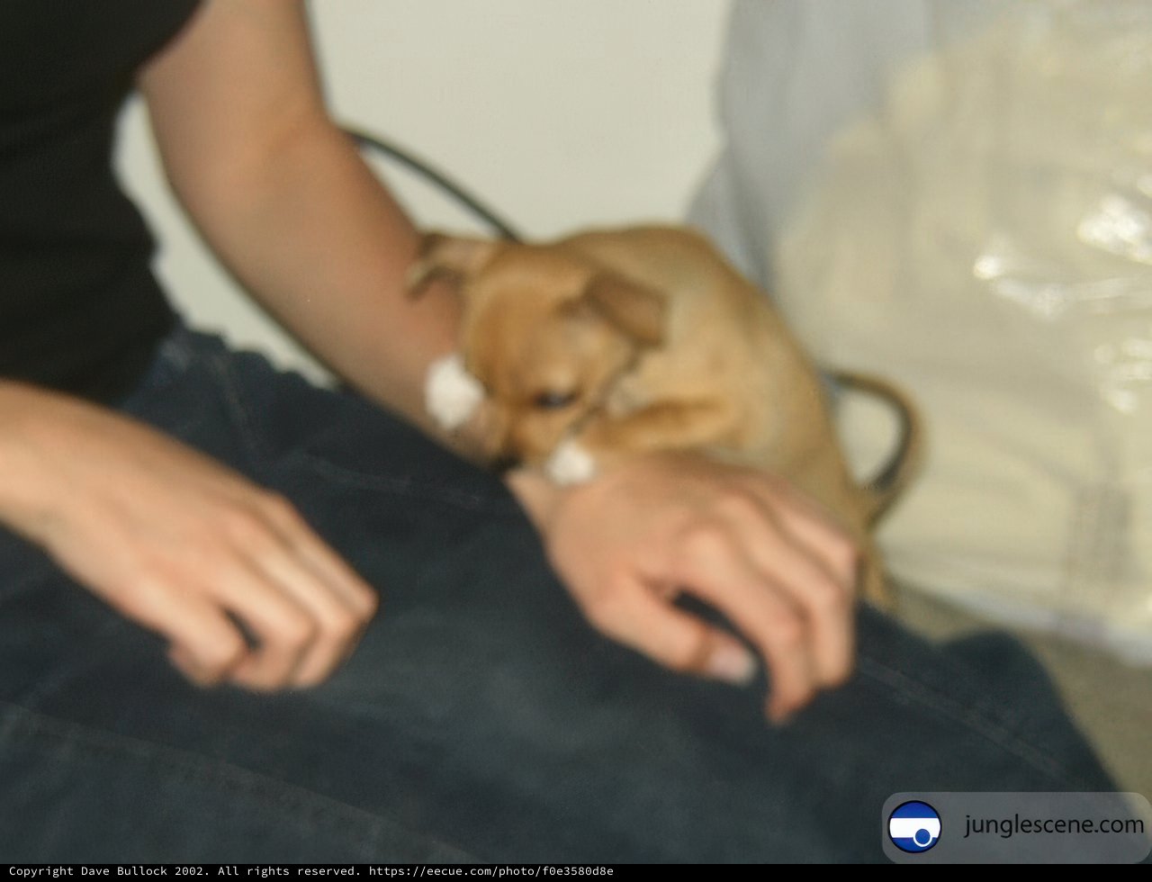 Cute Beagle Puppy Held by Person in Jeans