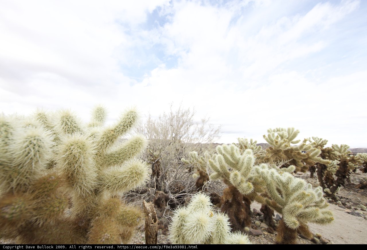 Serene Desert Landscape