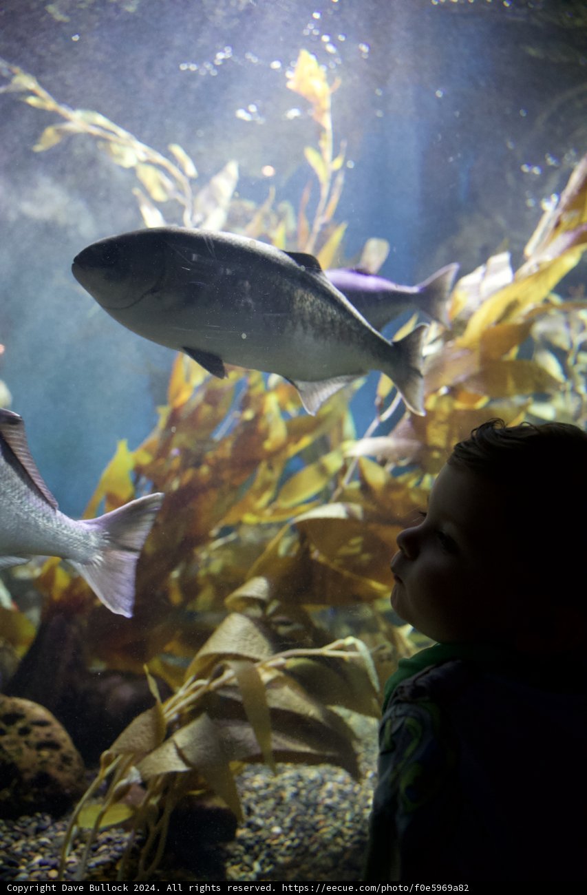 Childlike Wonder at California Academy of Sciences