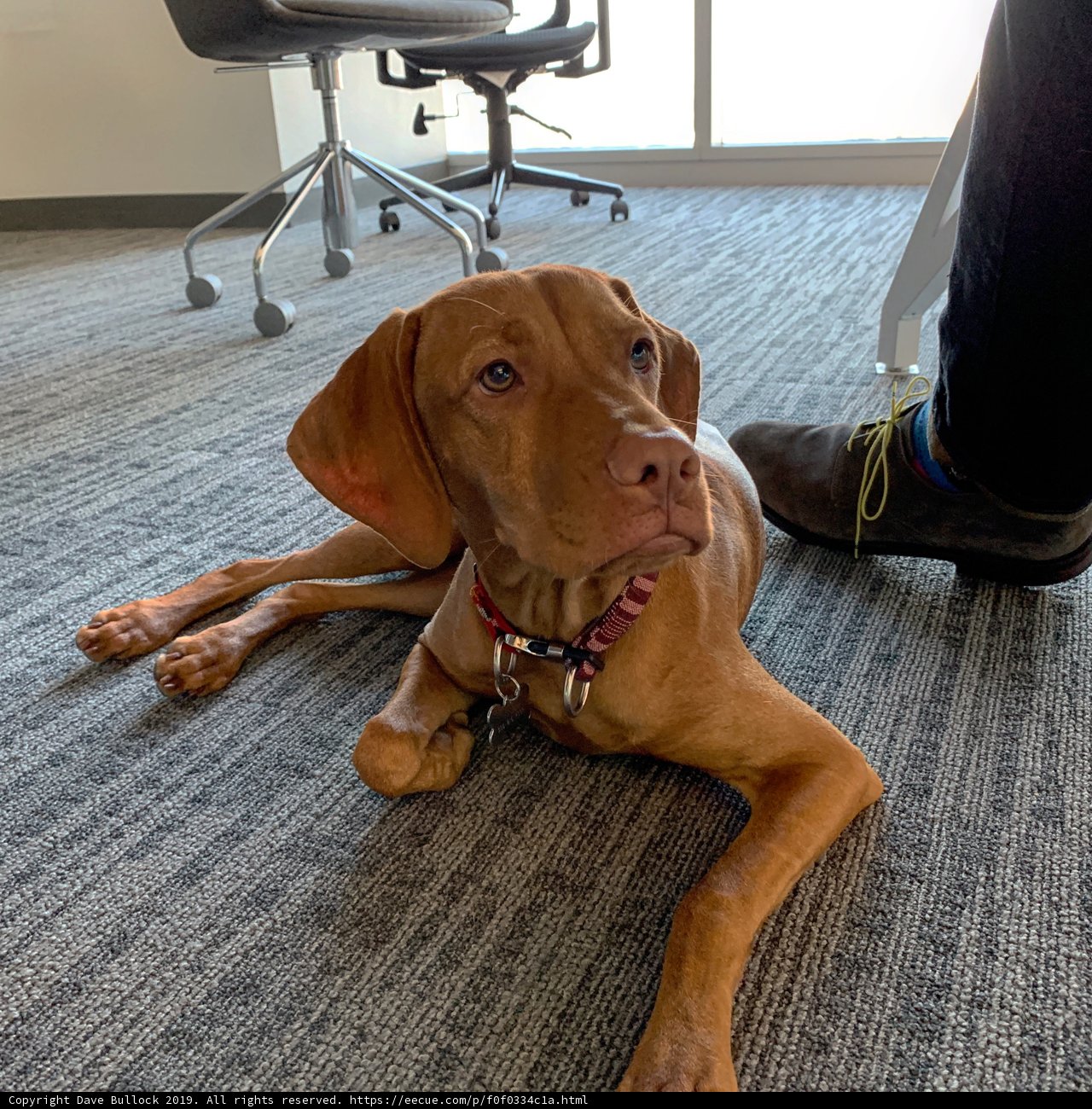 Office Companion