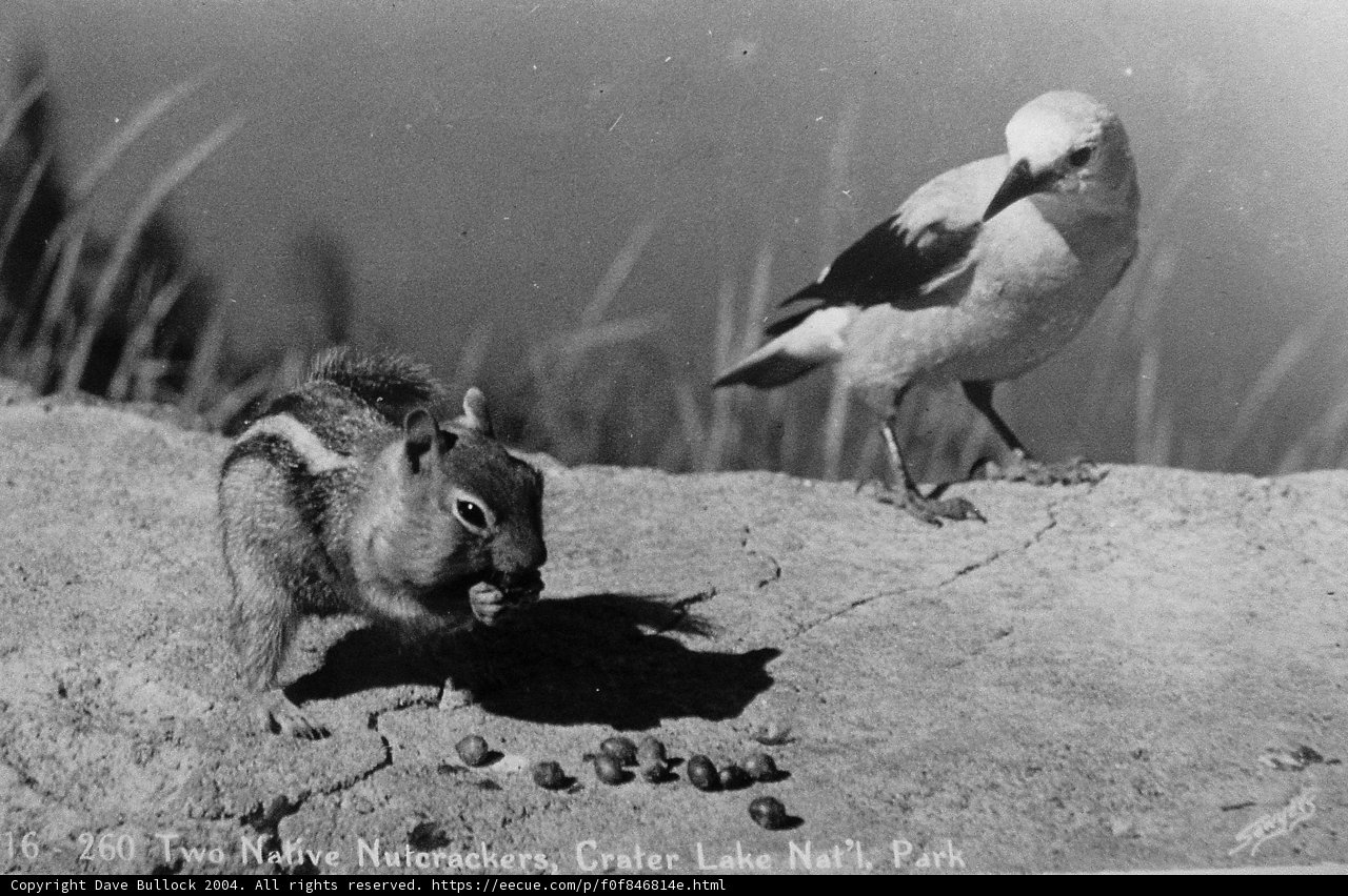 Unlikely Friends