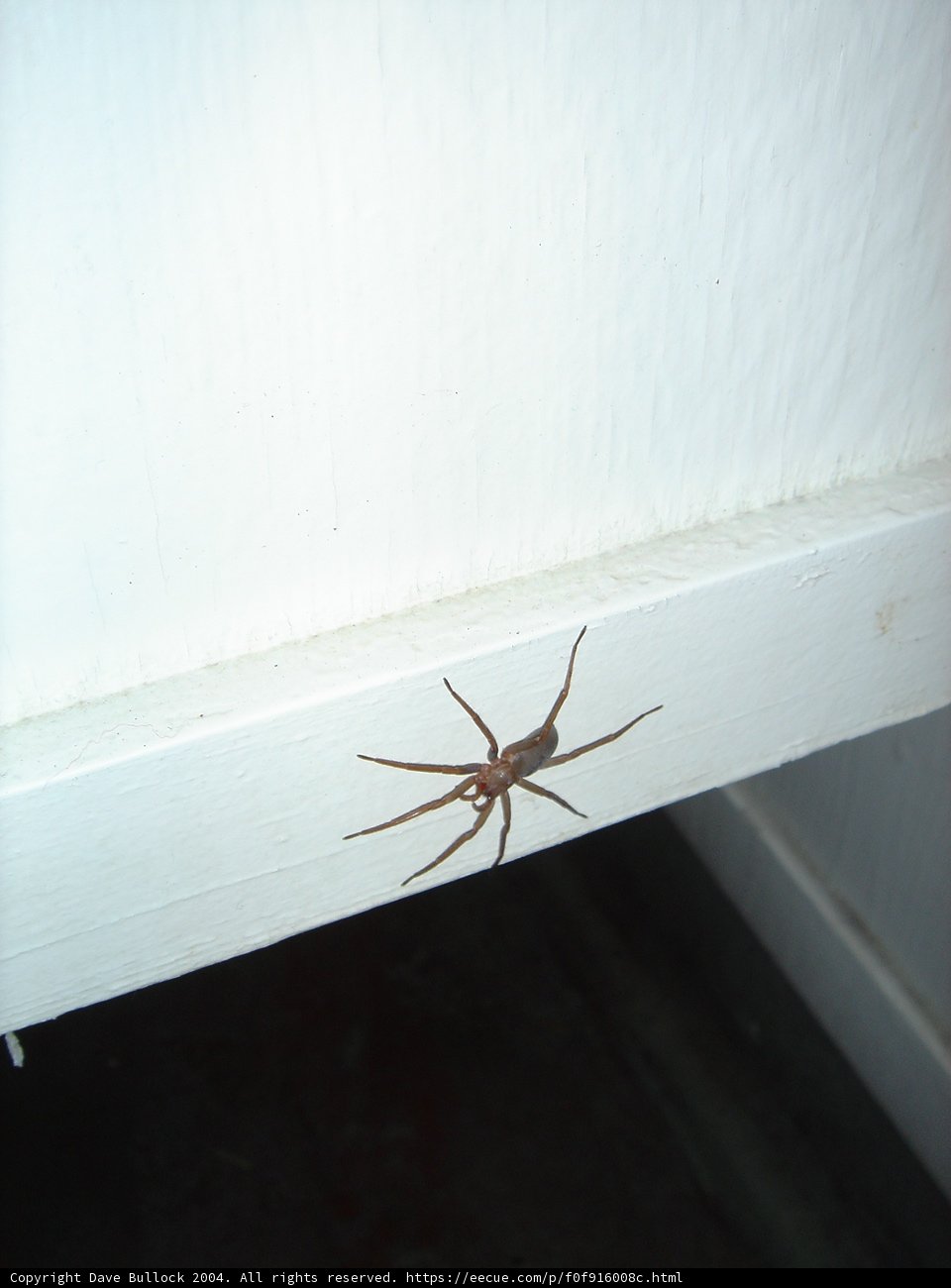 Creepy Crawler on the Wall