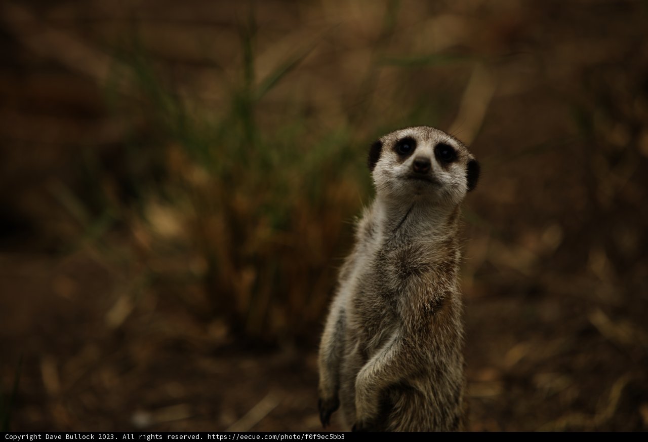 The Alert Meerkat Guard