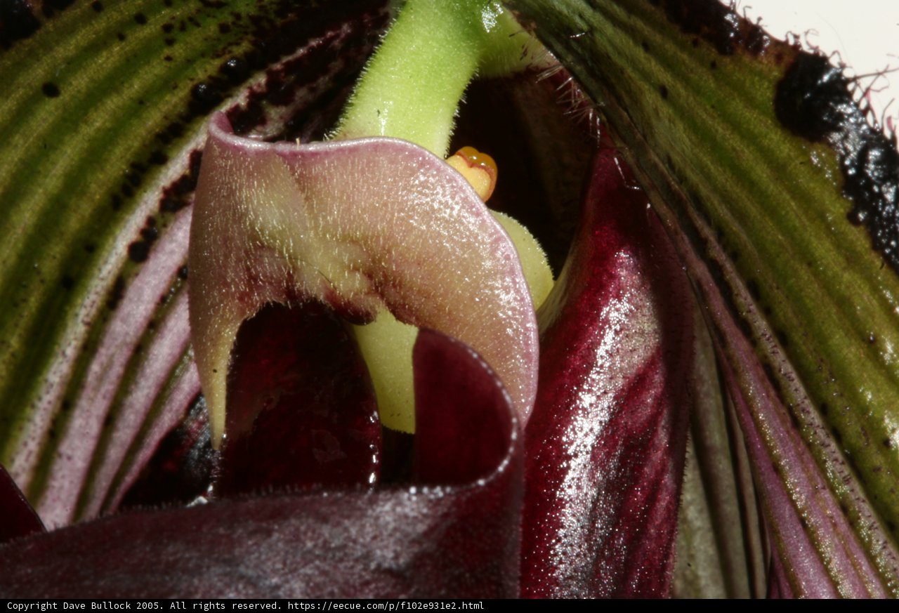 Close-Up of a Vibrant Flower Stem