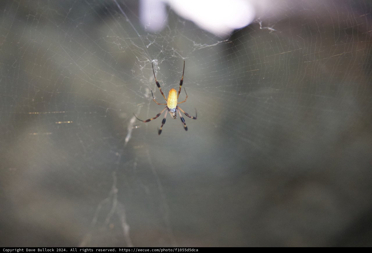 Vibrant Argiope in the California Rainforest