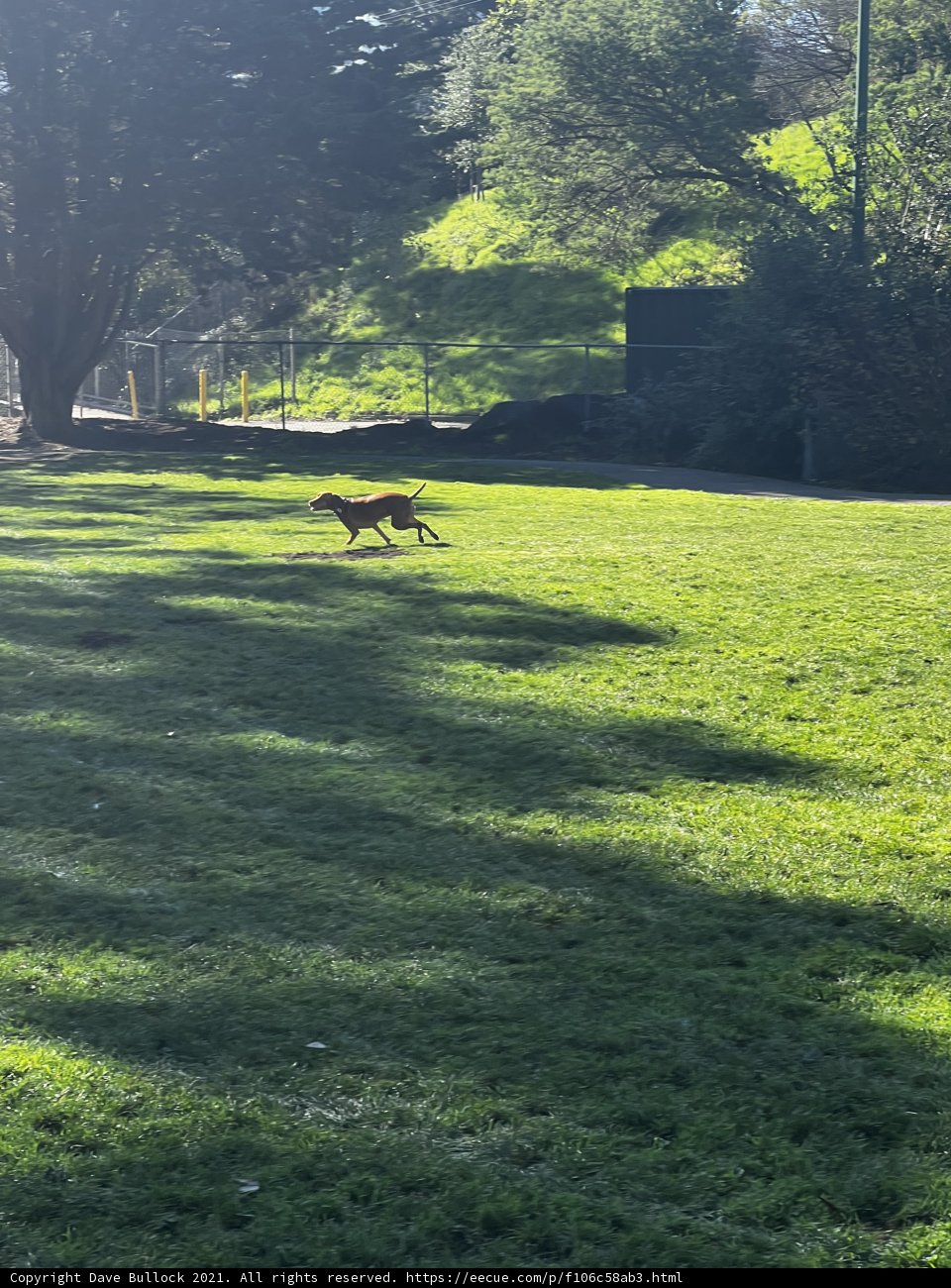 Free as a Pup in the Park