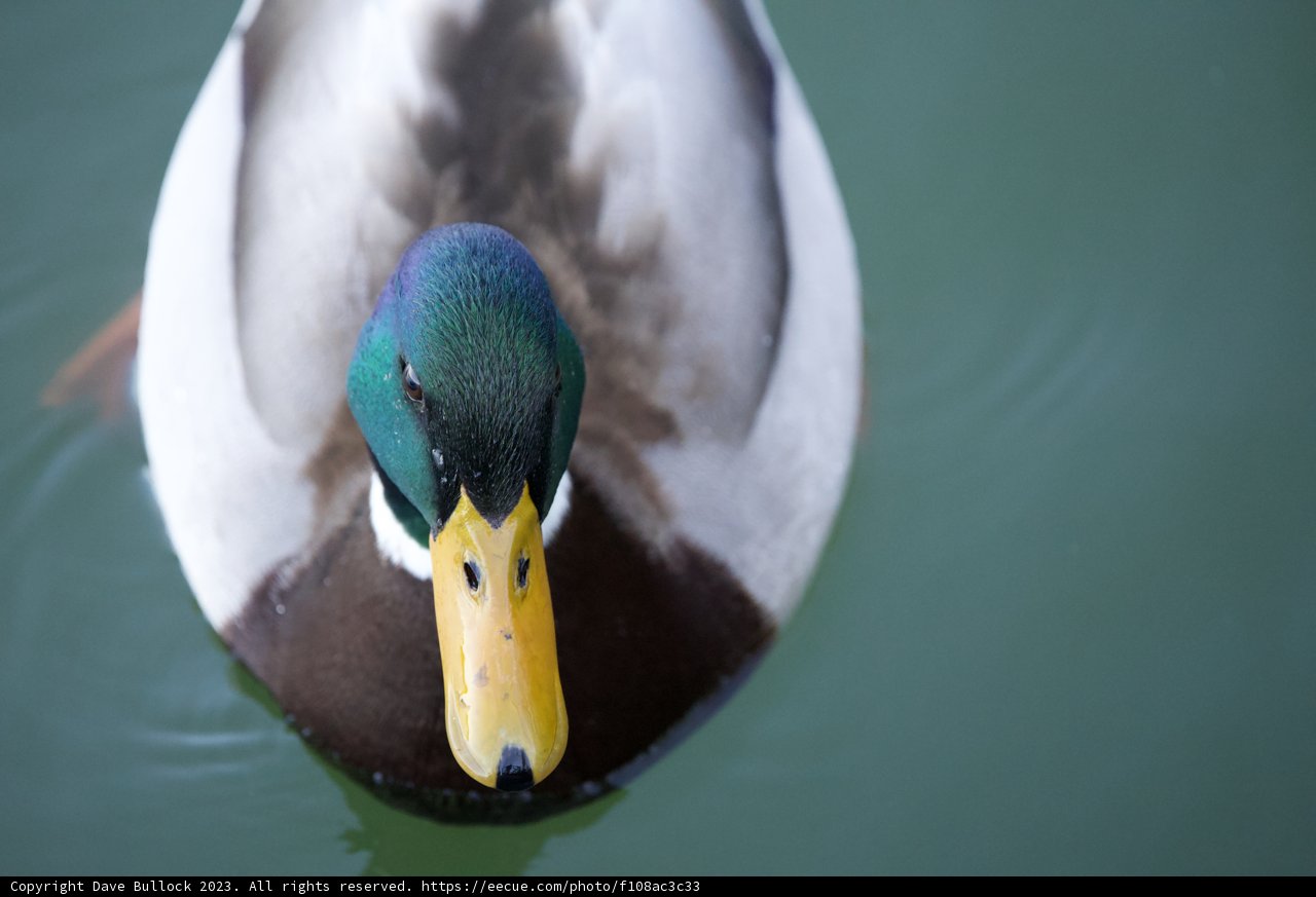 Emerald Mallard of Lake Merced