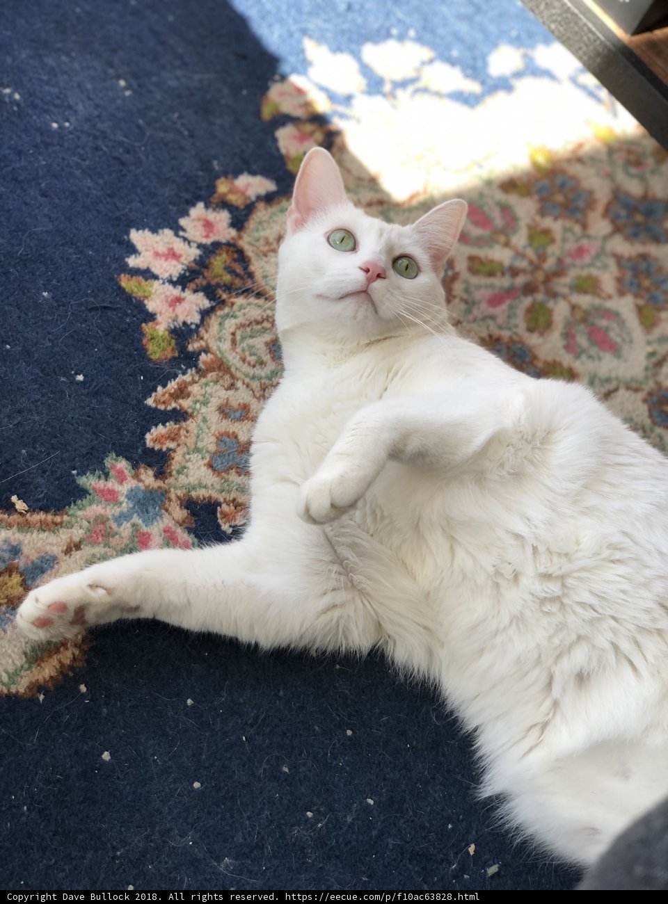 Feline Relaxation on Blue Rug