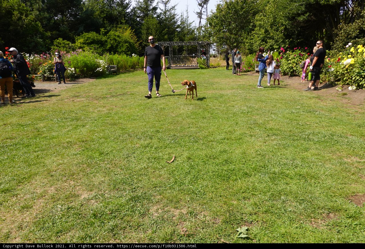 Walking the Canine Companion in the Park