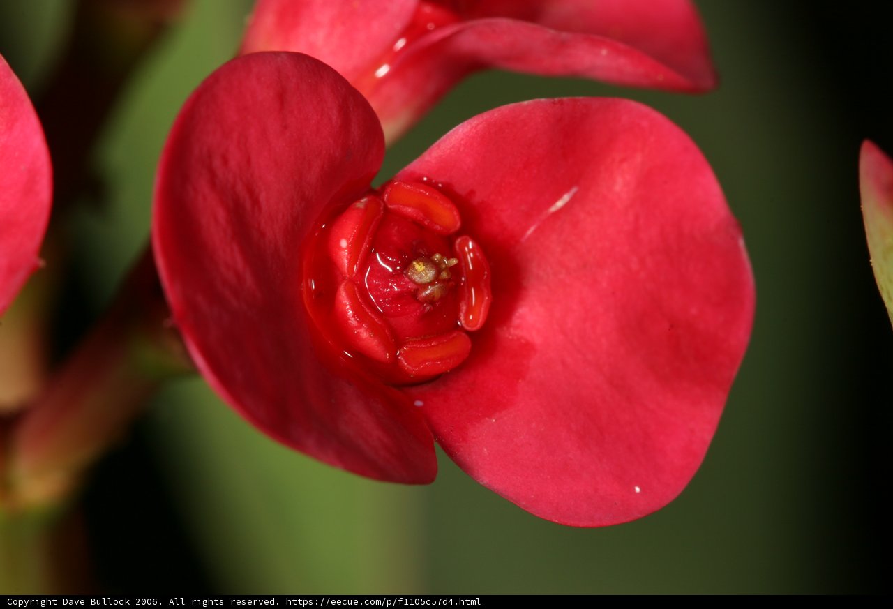 Radiant Red Geranium