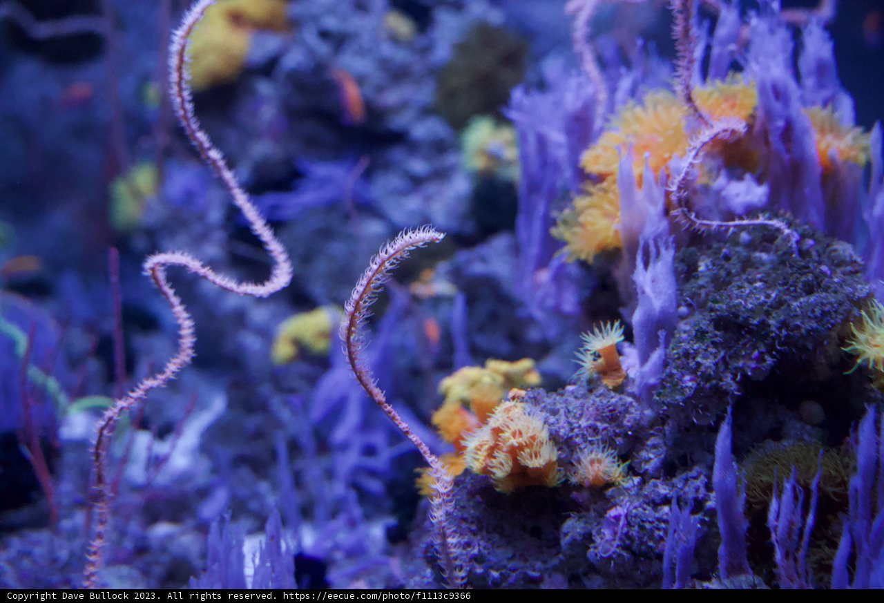 Vivid Symphony of the Deep: The Coral Reef