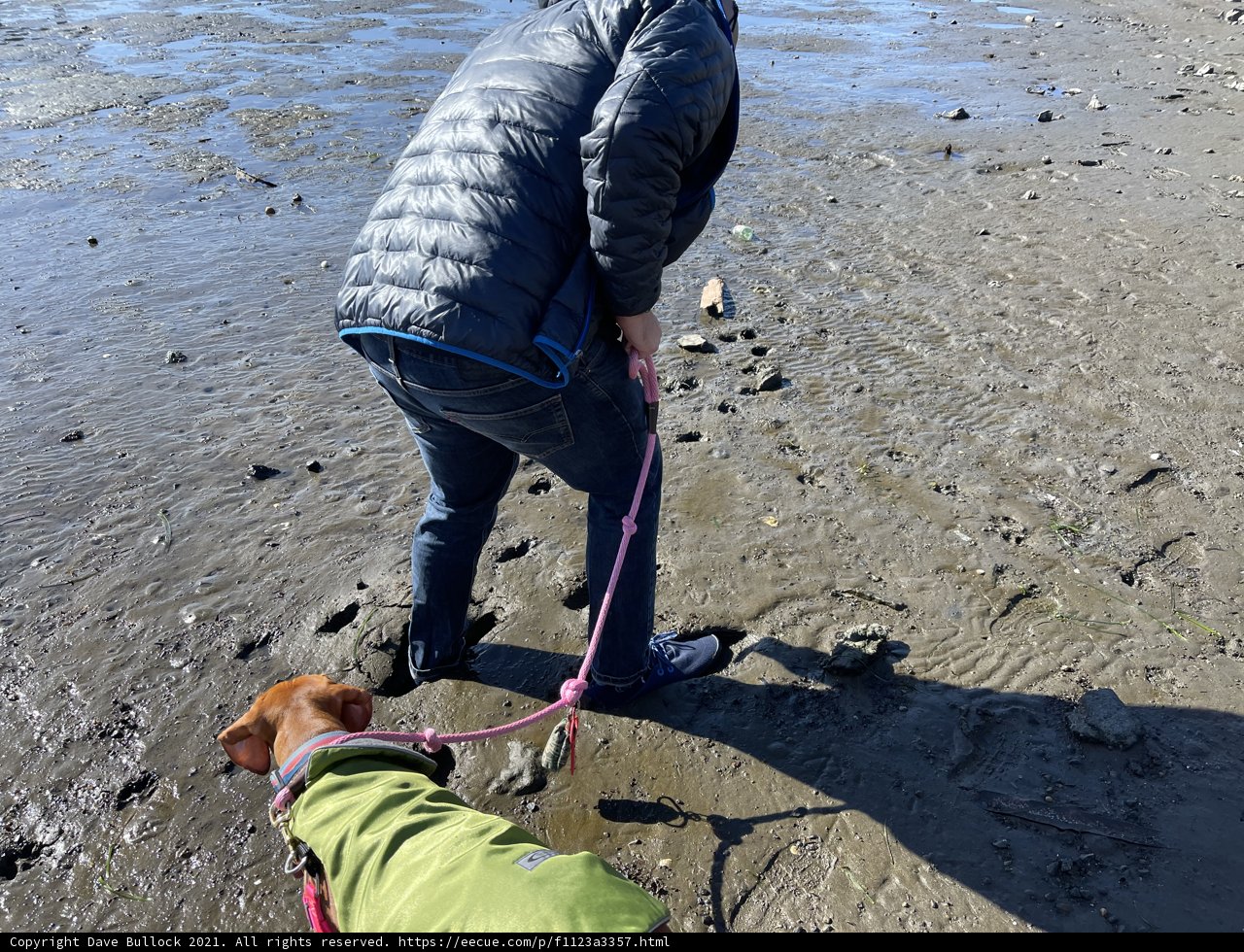 A Walk on the Beach with Man's Best Friend