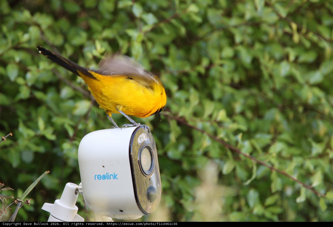 Hooded Oriole Perched on Security Camera