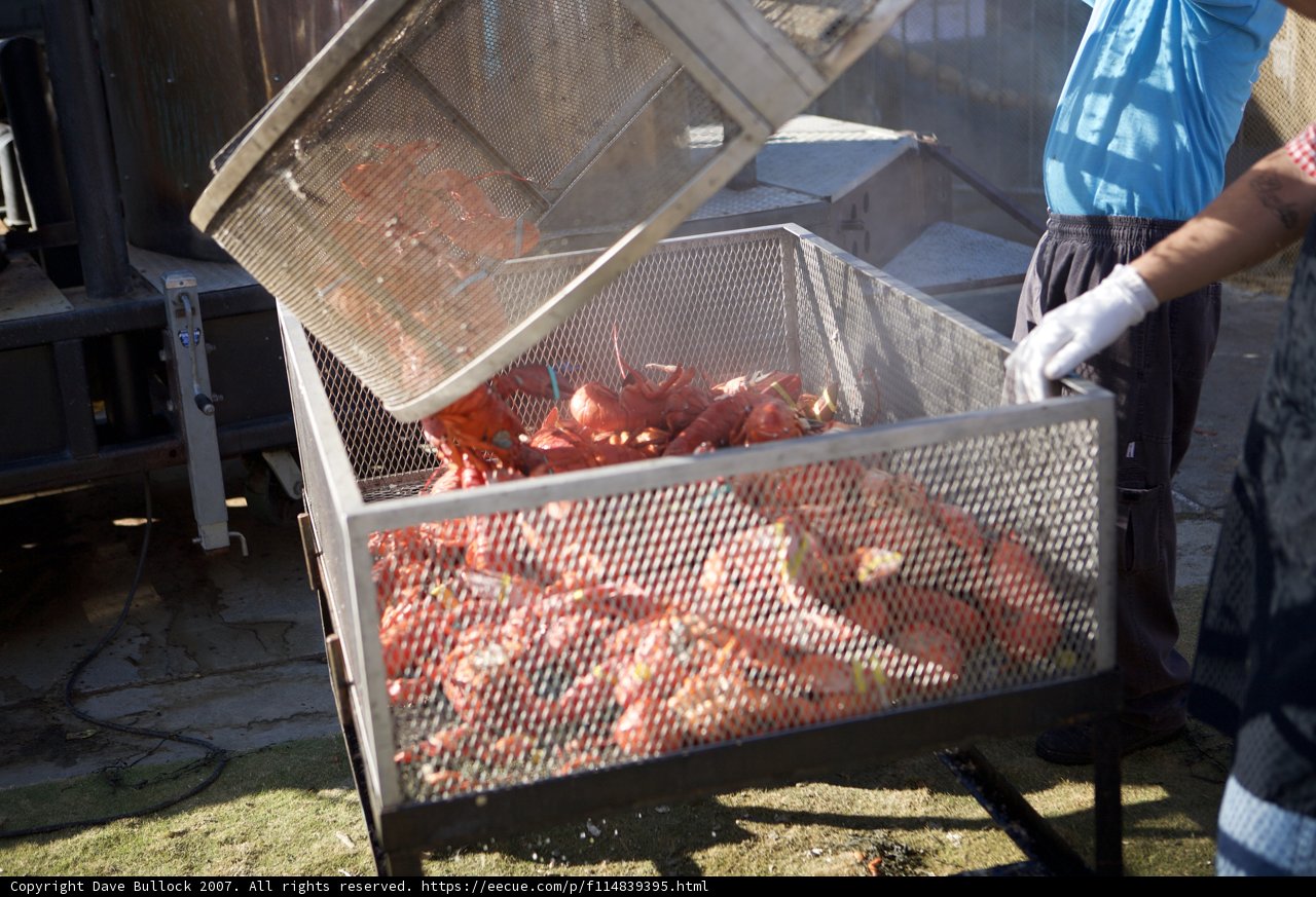 Grilling Up a Seafood Feast