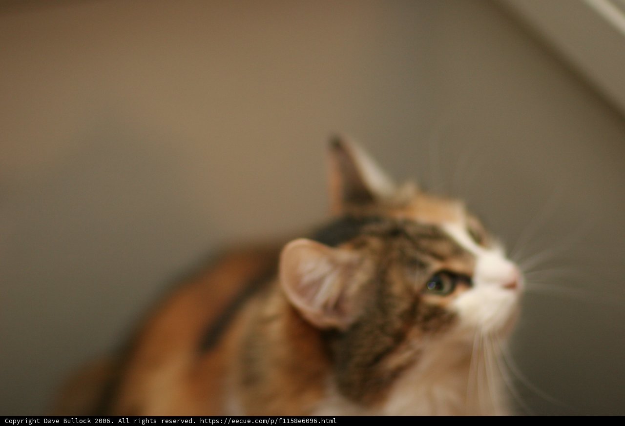 Curious Abyssinian Cat