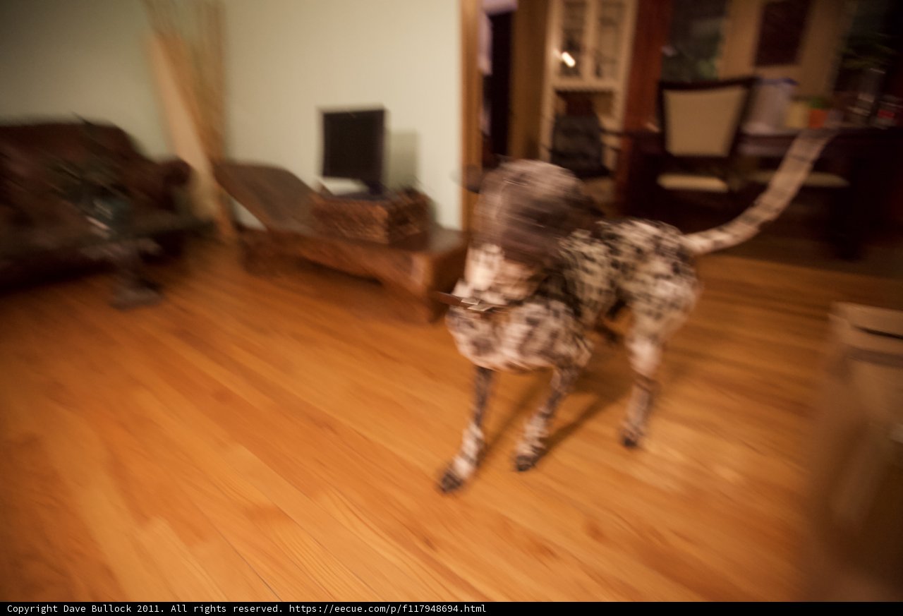 Canine Companion Relaxing on Hardwood Floor