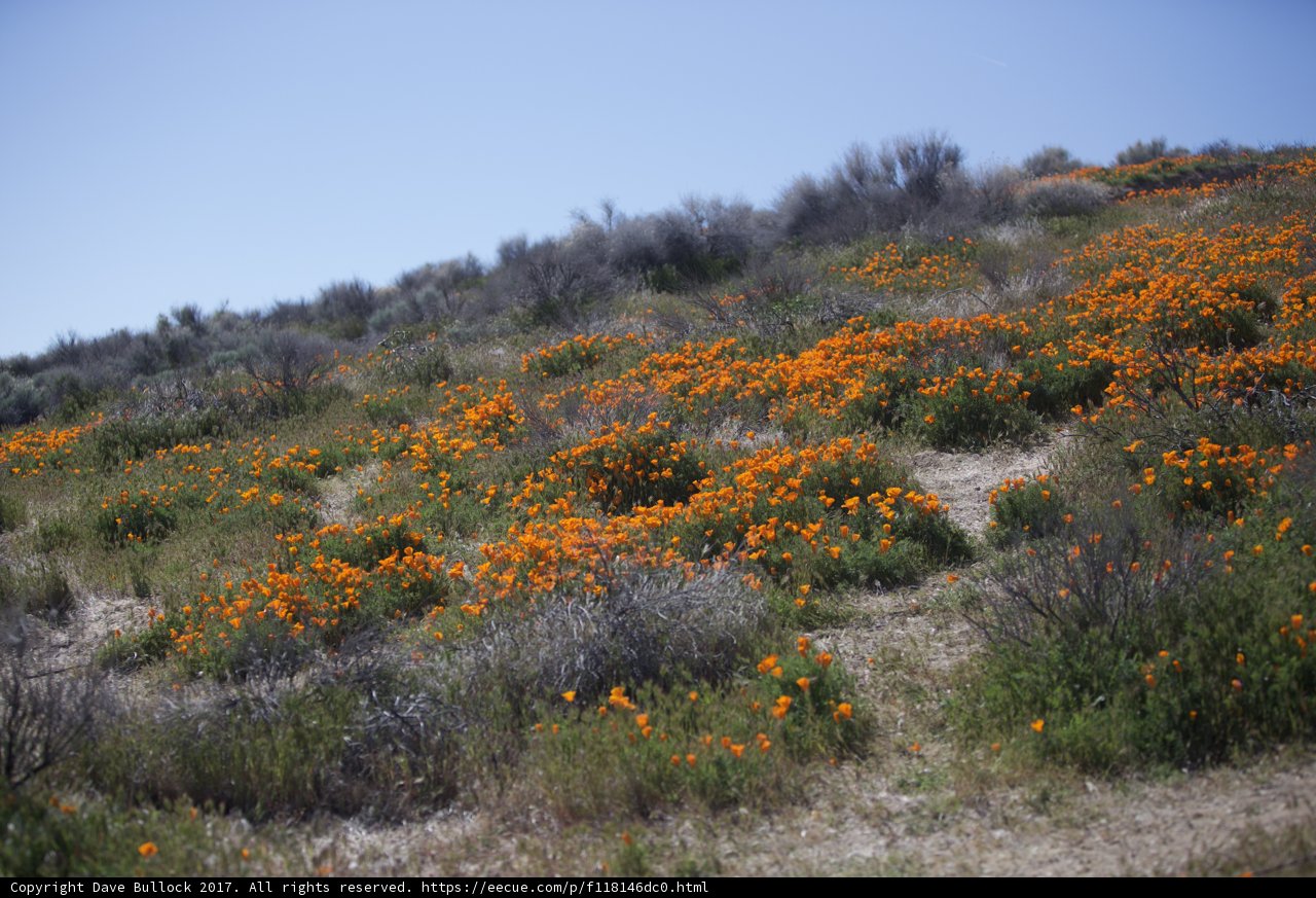 Fields of Orange