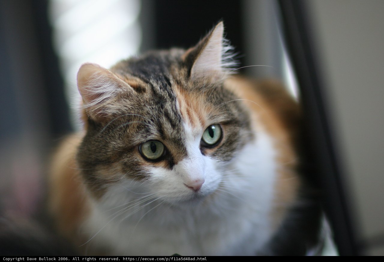 The Mesmerizing Gaze of a Feline