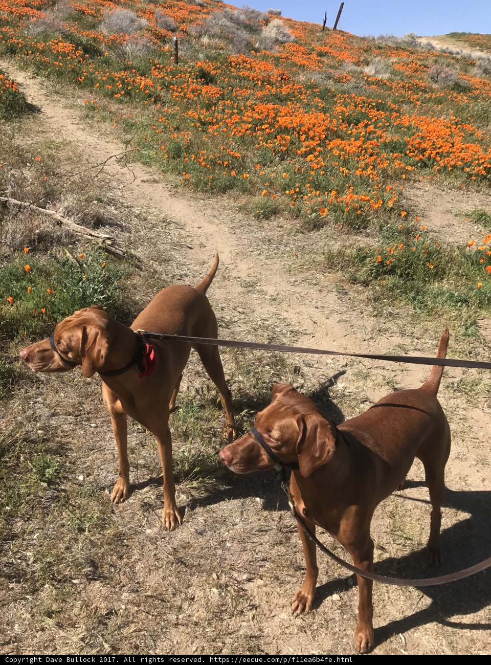 Canine Companions in a Field of Flowers