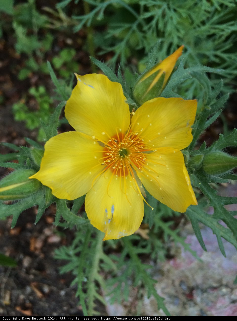 Golden Geranium
