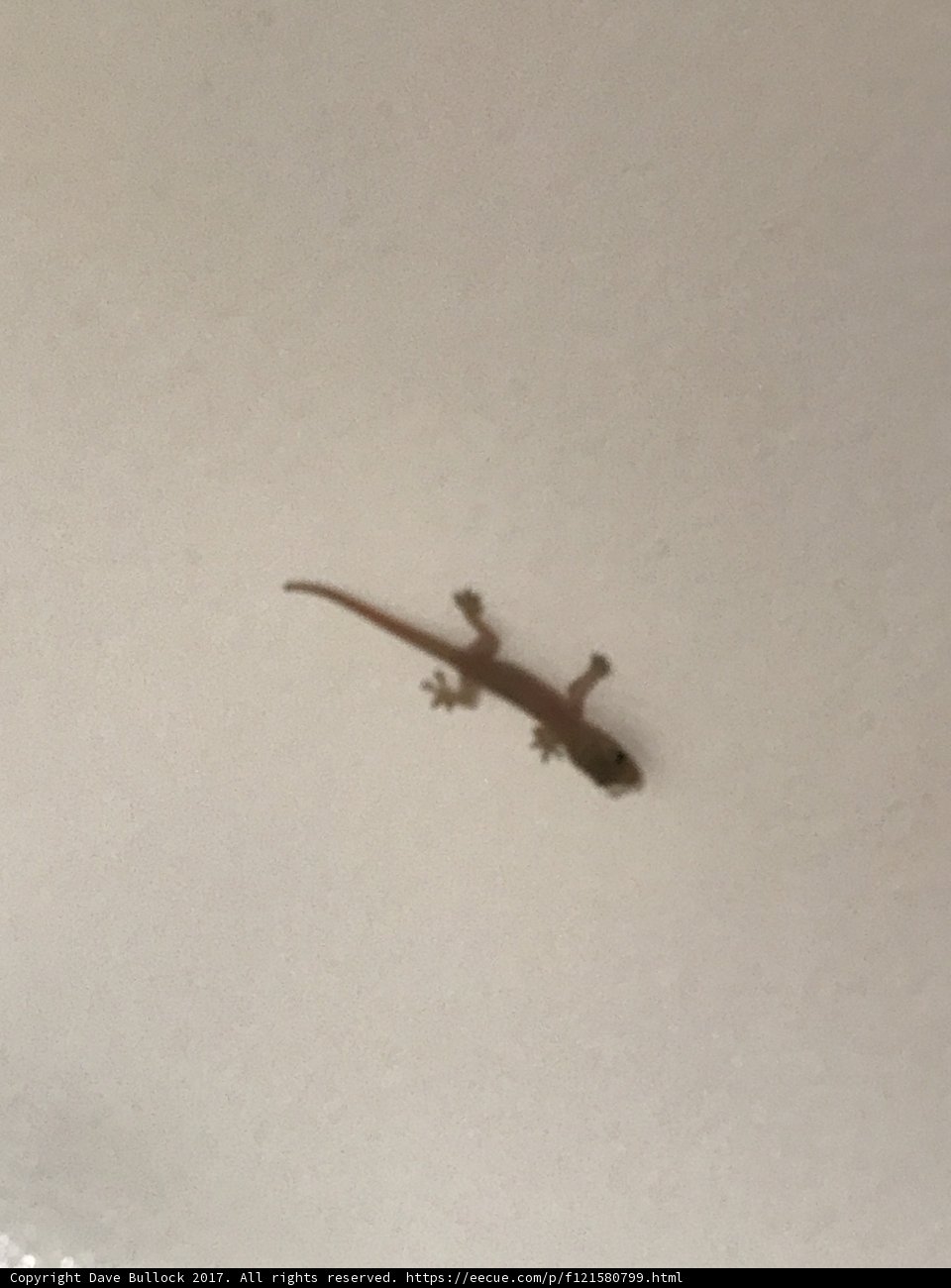 Gecko on High