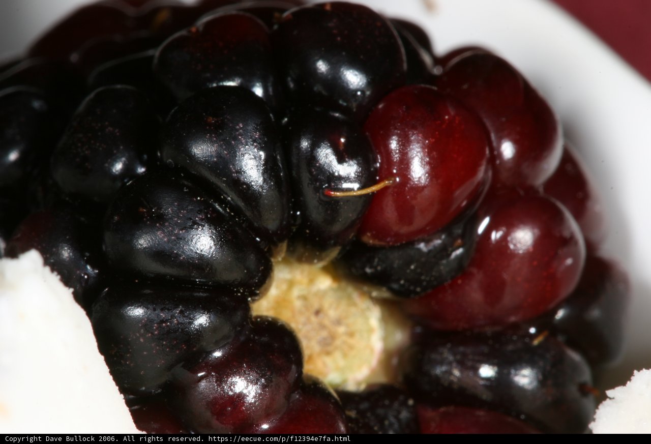 Striped Blackberry Delight