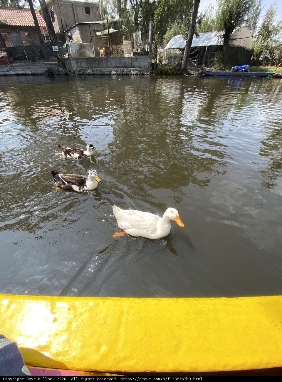 Ducks and Boat at Xochimilco