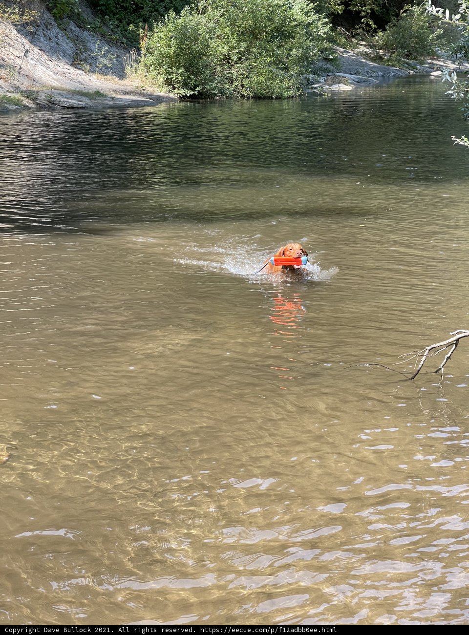 Swimming Adventures in the Backwoods