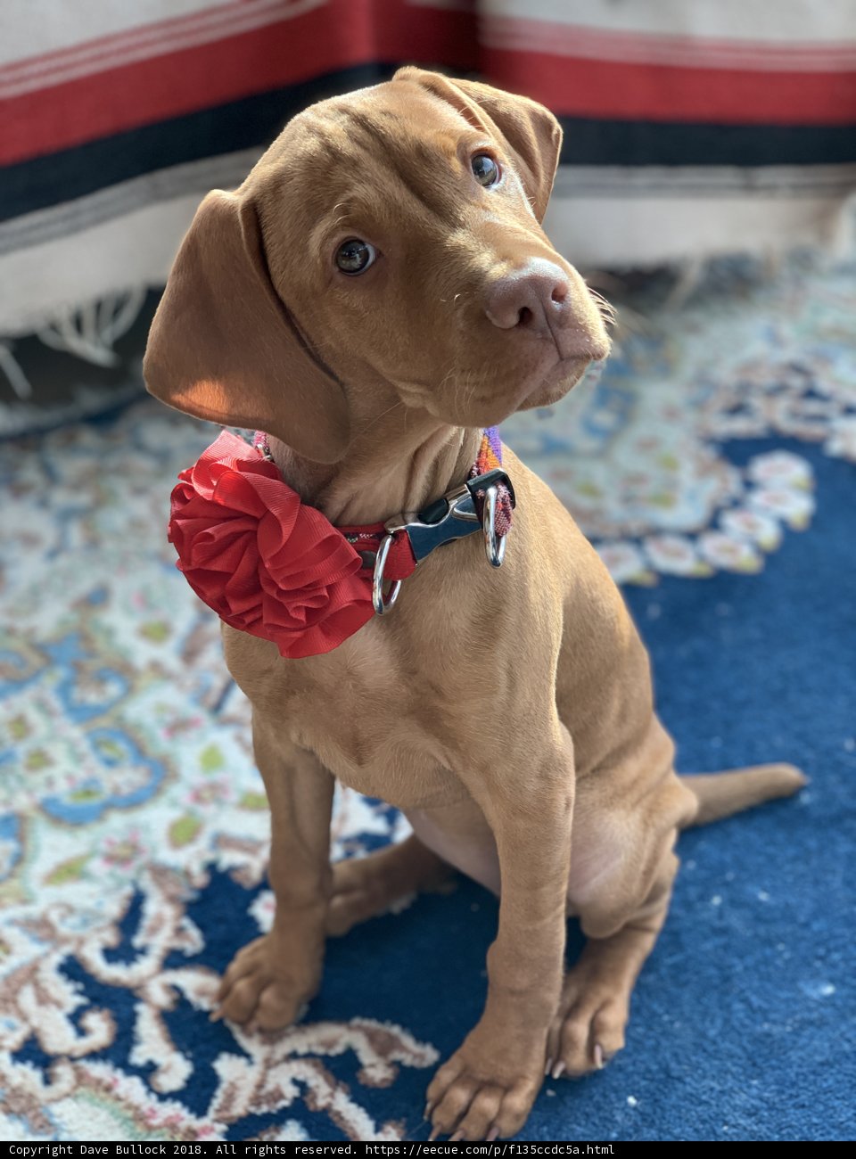 Flower Pet