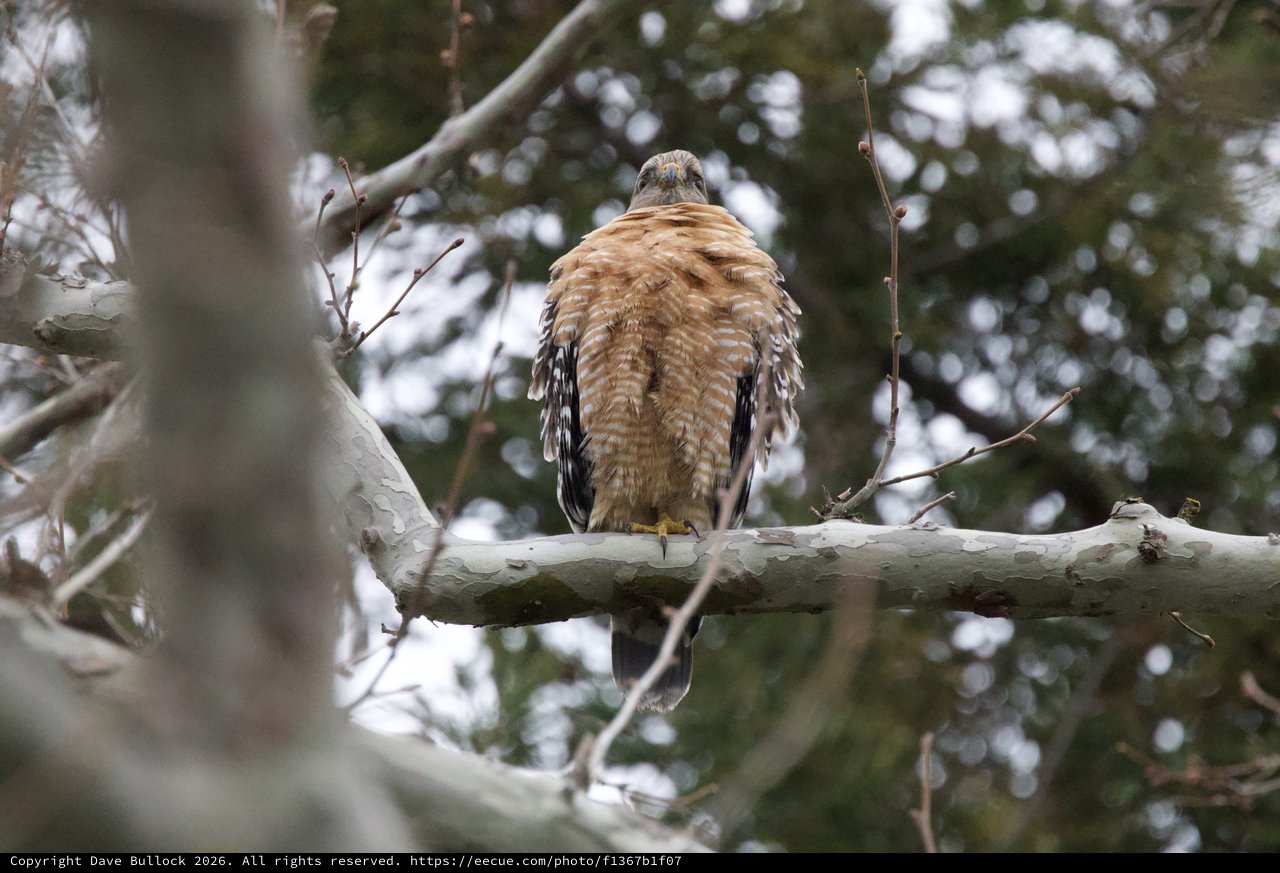 Cooper's Hawk Perched on White Branch in Winter