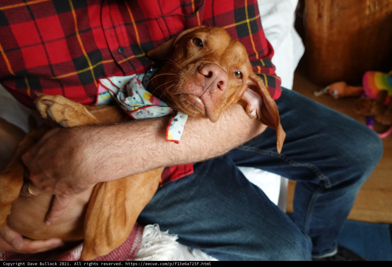 Man Holds Vizsla in his Arms on Couch