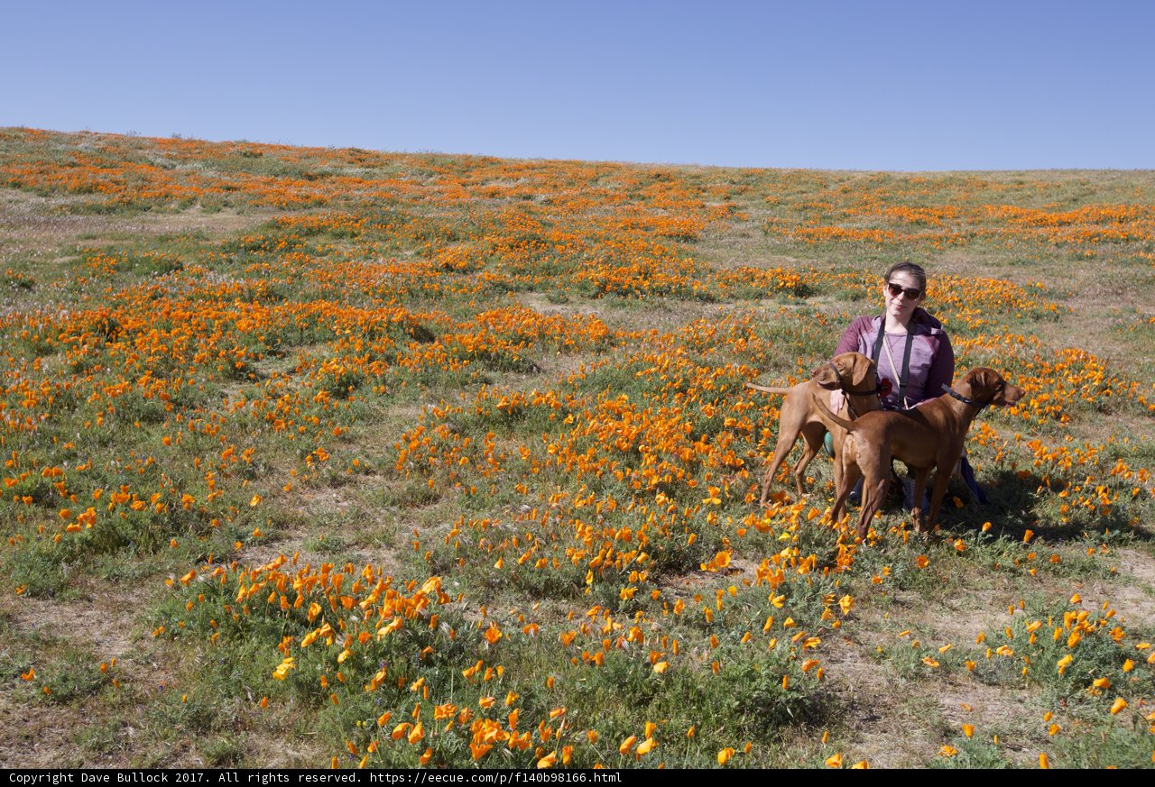 Fields of Sunshine