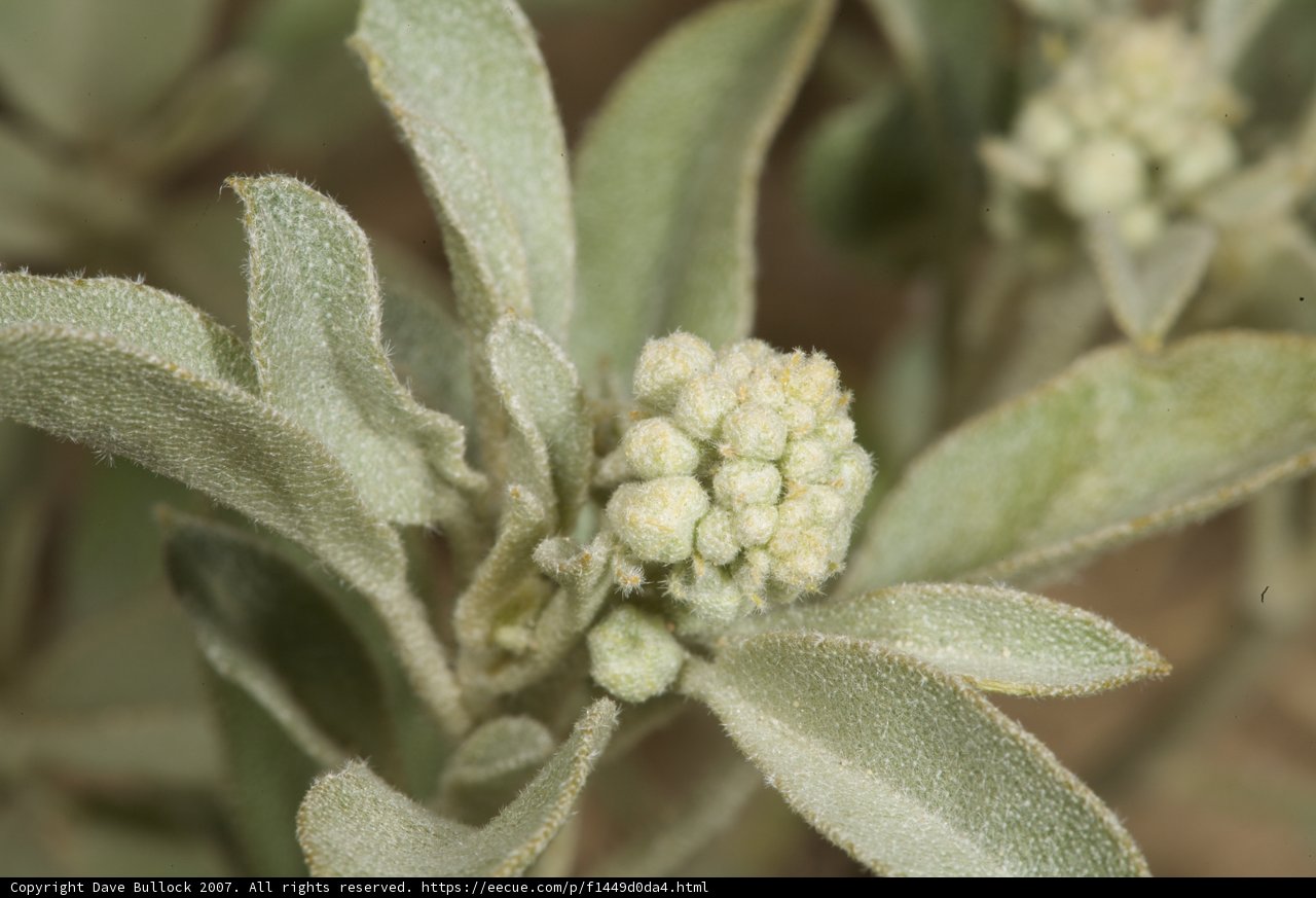 Desert Plant in Bloom