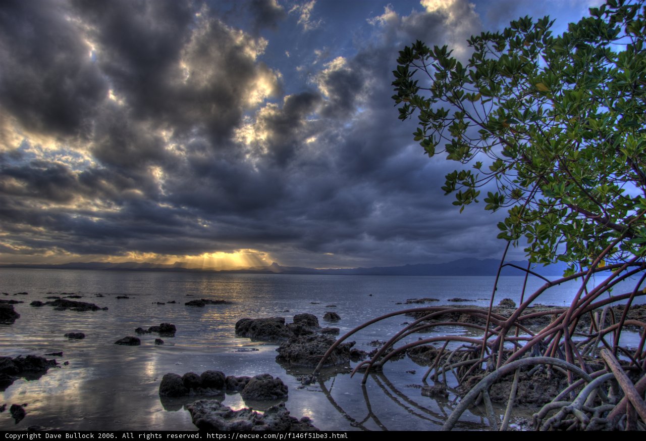 Lone Tree in the Water