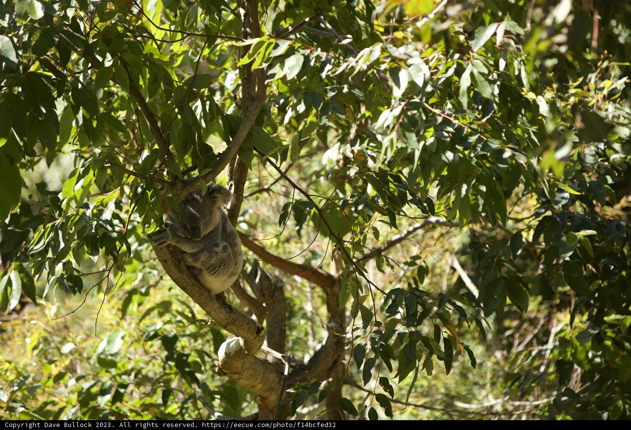 A Day with the Koala at SF Zoo, 2023