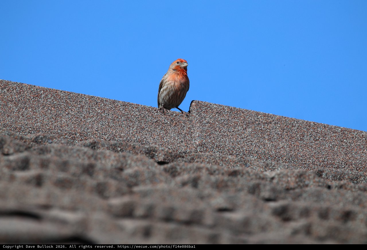 House Finch Perched on Textured Rooftop Against Blue Sky