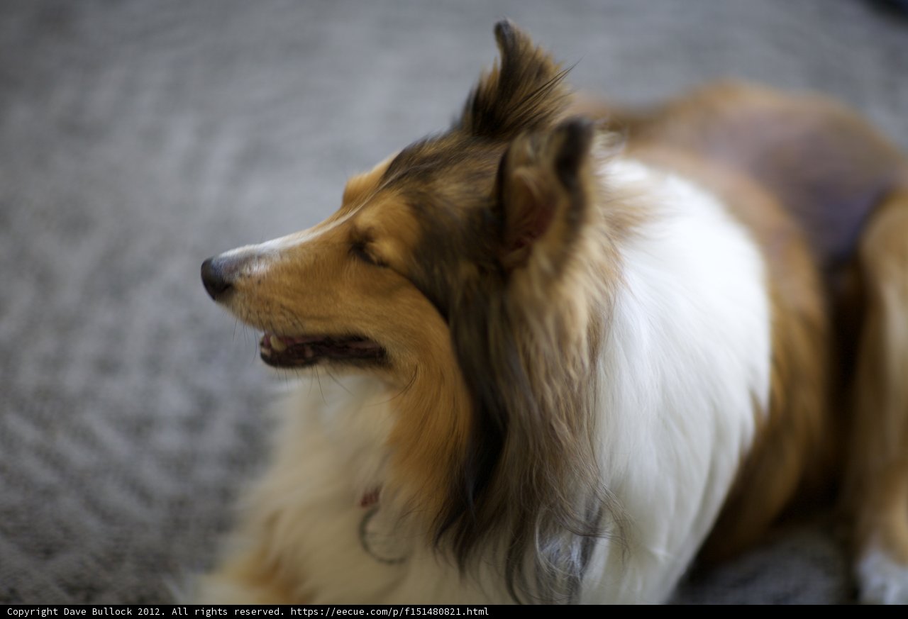 Majestic Collie