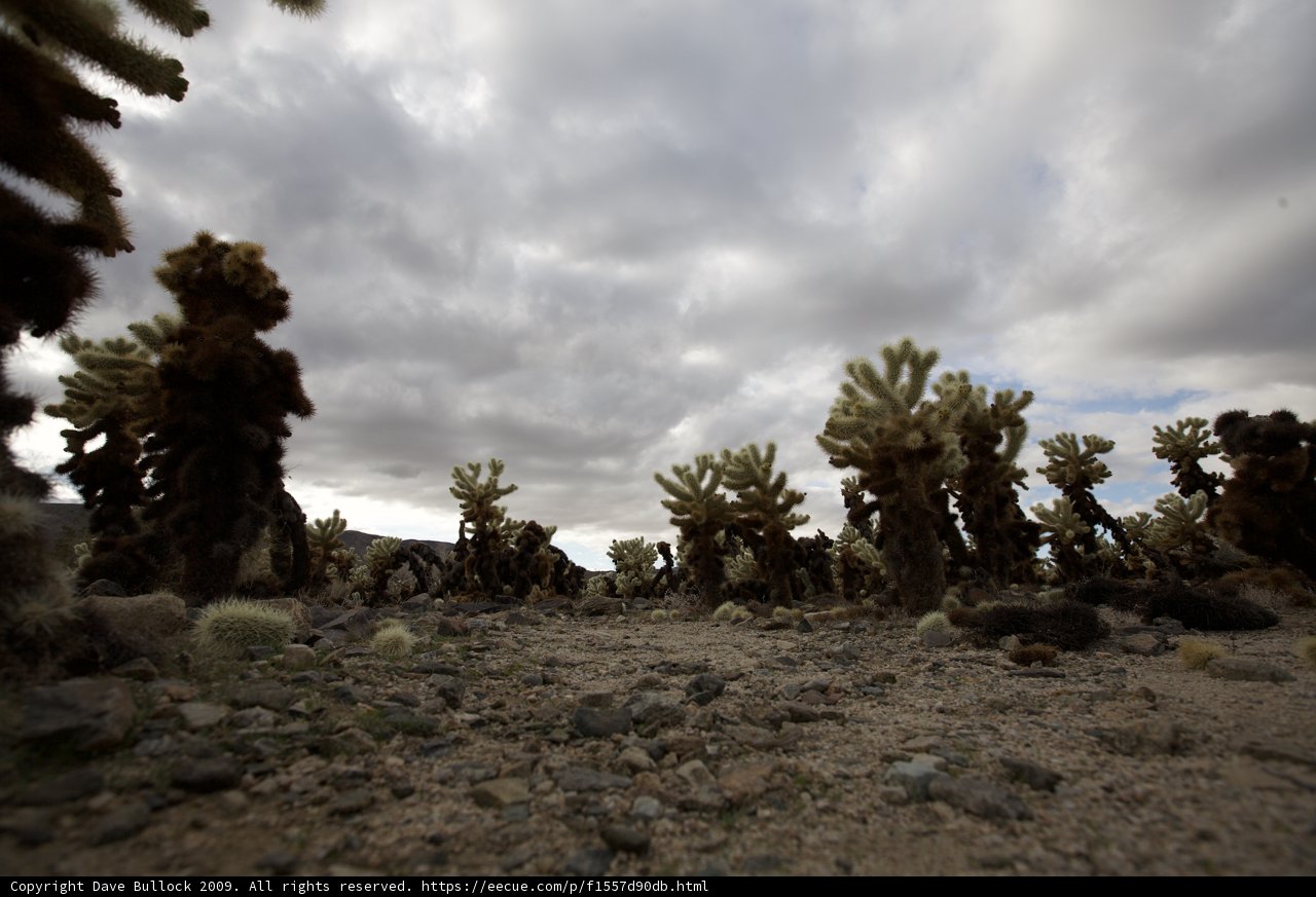 Prickly Paradise