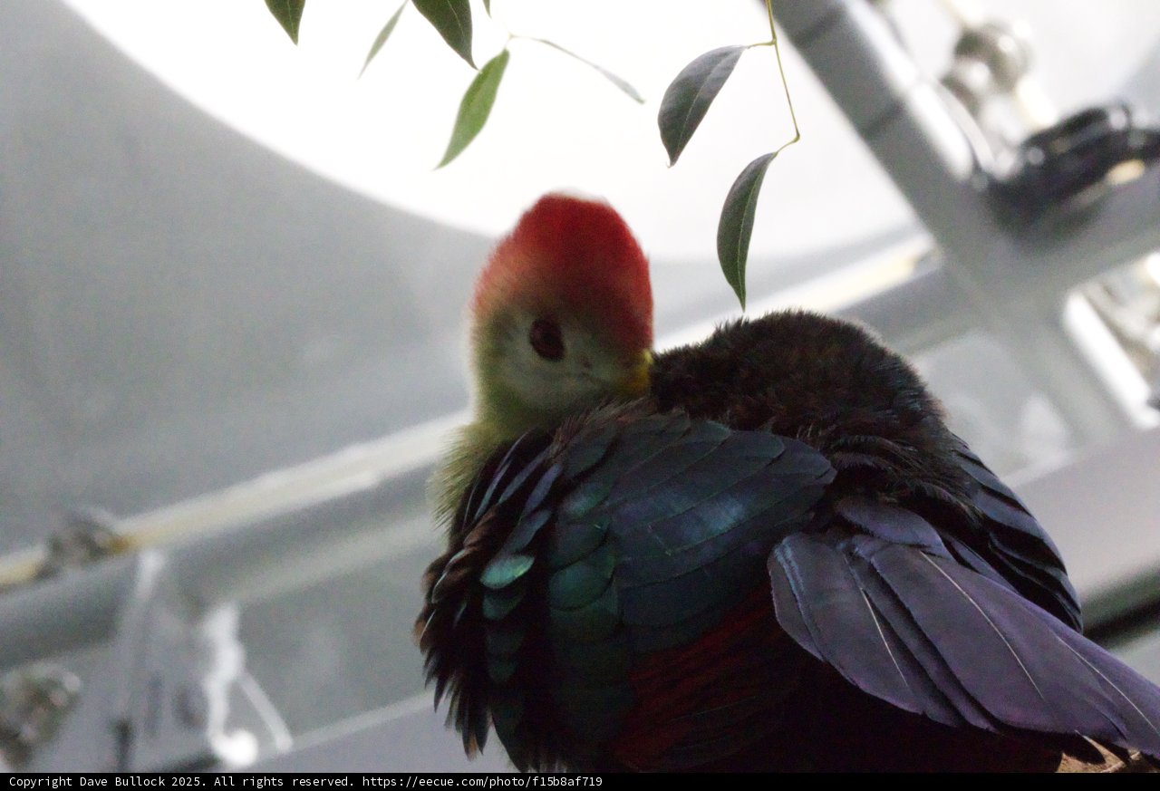 Vibrant Feathers in a Tranquil Moment