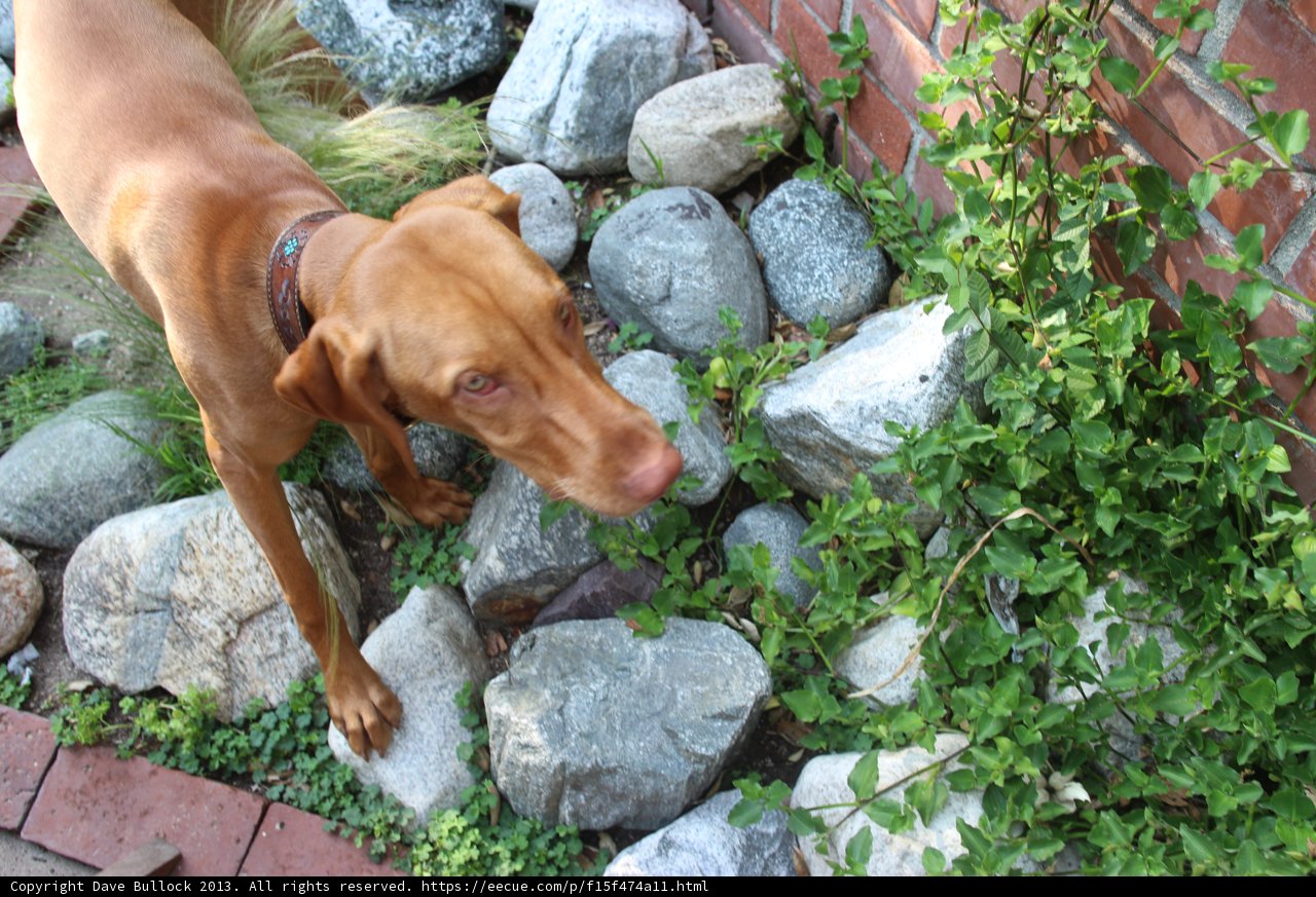 Vizsla on the Slate Rock