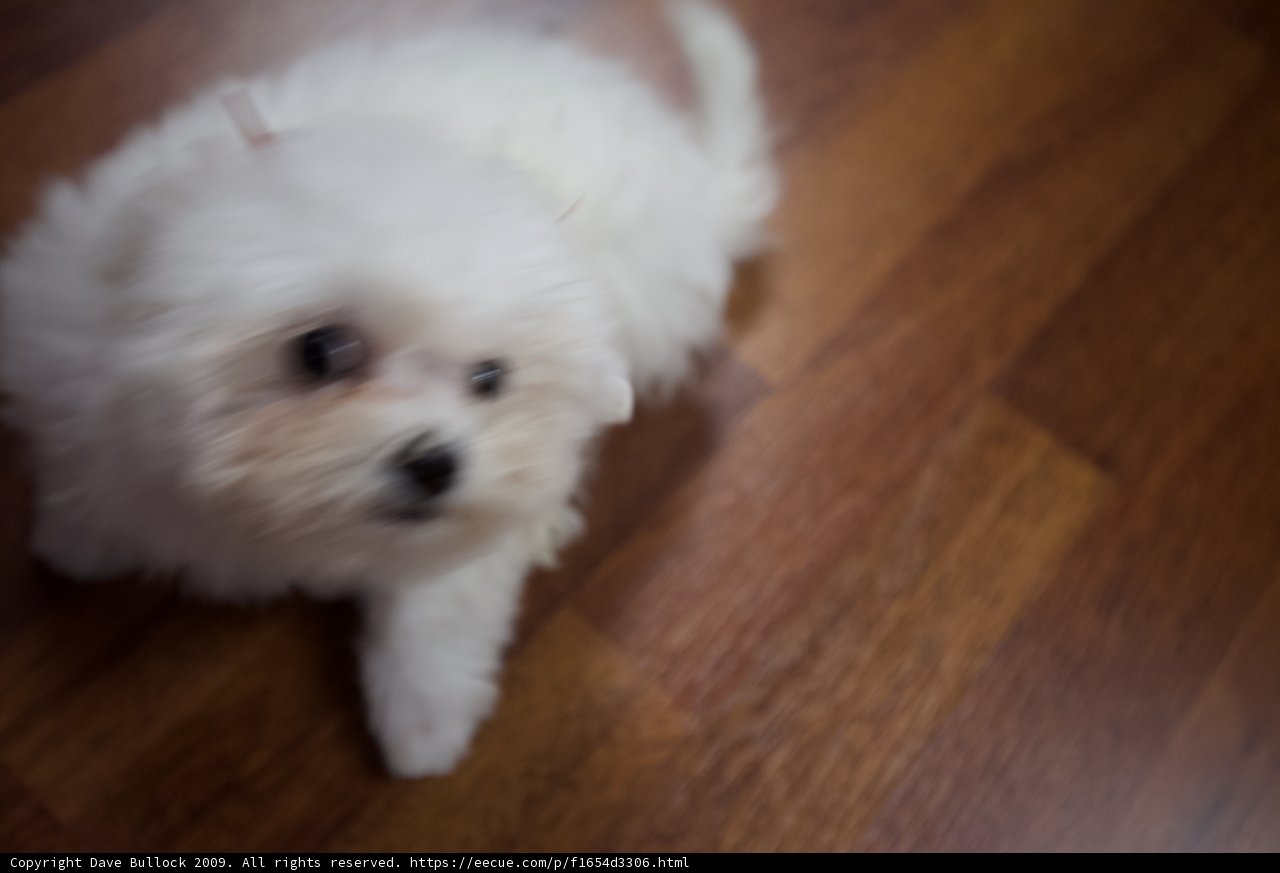 Little White Pup on Hardwood Floor